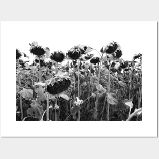 wilting sunflowers in black and white Posters and Art